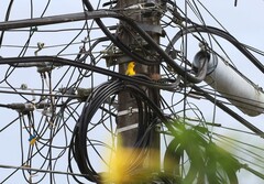 Icterus nigrogularis