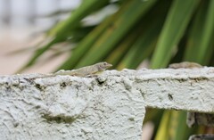 Anolis aeneus