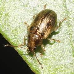Eucolaspis
