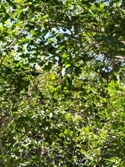 Dendrocitta formosae formosae