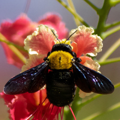 Xylocopa aestuans