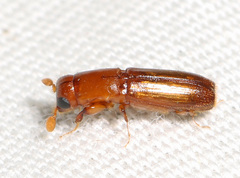 Euplatypus compositus