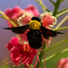 Xylocopa aestuans