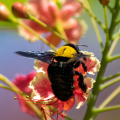 Xylocopa aestuans