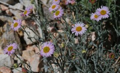 Erigeron parishii