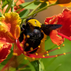 Xylocopa aestuans