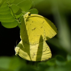 Eurema hecabe