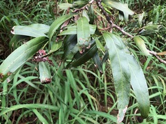 Acacia fasciculifera