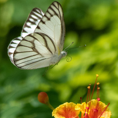 Appias libythea olferna