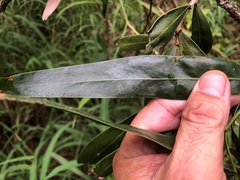 Acacia fasciculifera