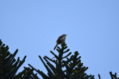 Campylorhynchus turdinus