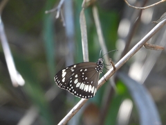 Euploea core corinna