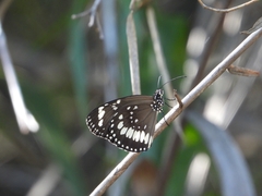 Euploea core corinna