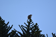 Campylorhynchus turdinus