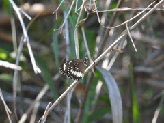 Euploea core corinna