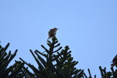 Campylorhynchus turdinus