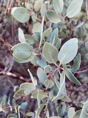 Arctostaphylos viscida pulchella
