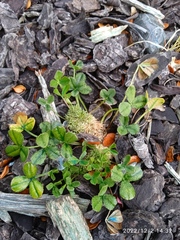 Trifolium suffocatum