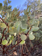 Arctostaphylos viscida pulchella