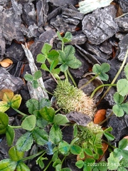 Trifolium suffocatum
