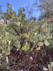 Arctostaphylos viscida pulchella