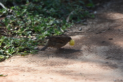 Passer domesticus