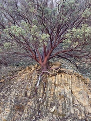 Arctostaphylos viscida pulchella