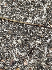 Odontomachus haematodus