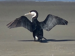 Phalacrocorax varius varius