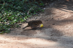 Passer domesticus