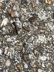 Odontomachus haematodus
