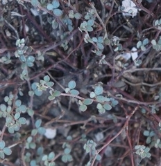Acmispon parviflorus