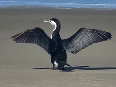 Phalacrocorax varius varius
