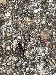 Odontomachus haematodus