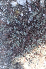 Acmispon parviflorus