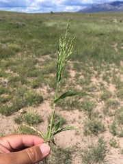 Panicum hirticaule