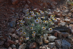 Erigeron parishii