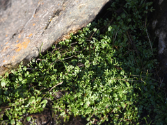 Limnanthes macounii