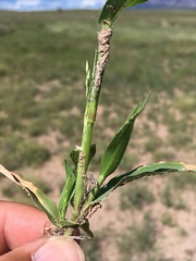 Panicum hirticaule