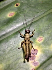 Ommatolampis perspicillata