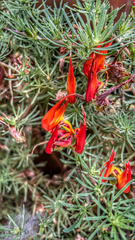 Lotus berthelotii