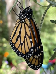 Danaus plexippus