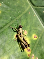 Ommatolampis perspicillata