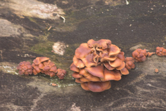 Flammulina velutipes