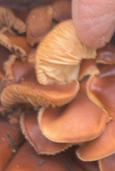 Flammulina velutipes