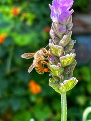 Apis mellifera