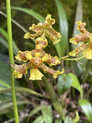 Oncidium