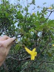 Handroanthus chrysotrichus