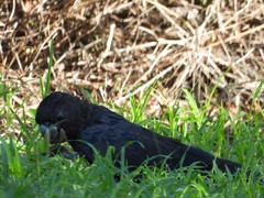 Calyptorhynchus banksii