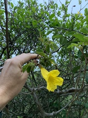 Handroanthus chrysotrichus
